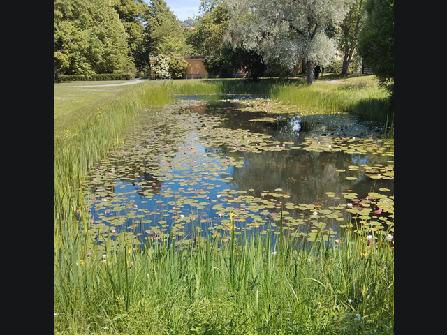Botanical garden lily pond, Uppsala, Sweden